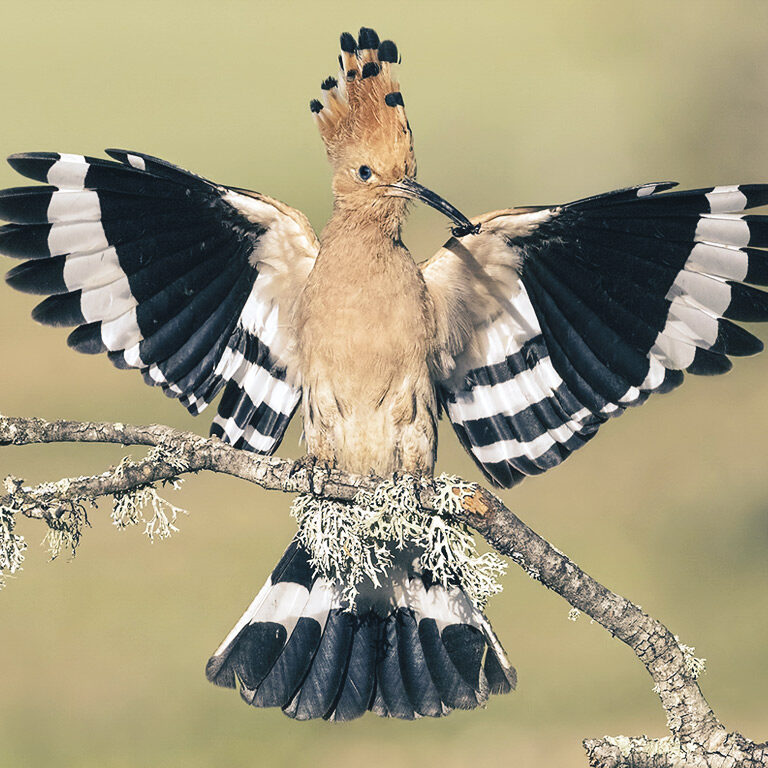 H196_PARQUE_ACUATICO_DRAGOLAND_FONDO_HISTORIA_3